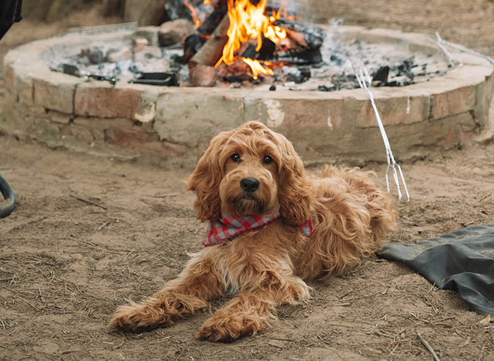 The Finest Tenting Necessities for Your Canine • The Blonde Overseas